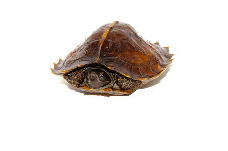 Spiny Hill Turtle (Heosemys spinosa)